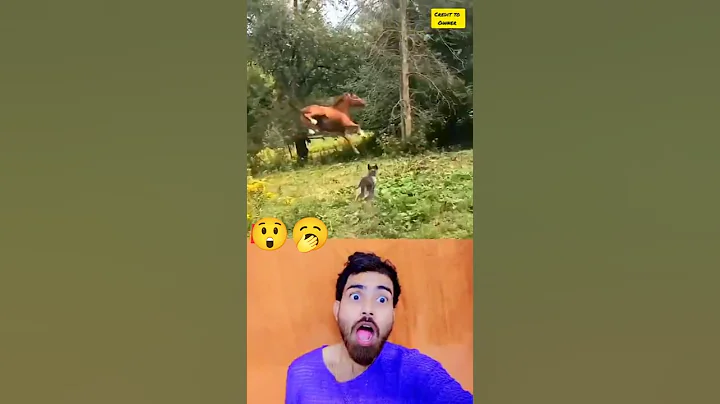 Video 10861571: laugh cats funny animal, funny cat attacks, laugh cats dogs funny, pets funny animals