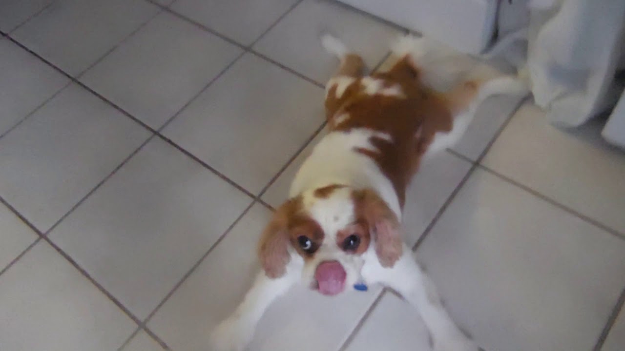 cavalier king charles spaniel limping front leg