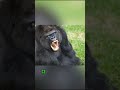 Ce Gorille S Empare D Une Femme Dans La Forêt Et Ce Qu Il Fait Ensuite Va Vous Choquer Histoirevrai