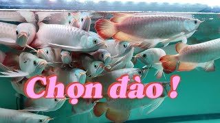 Săn Dòng Cá Rồng Huyết Long Tuyển - Trại Royal Red Indonesia