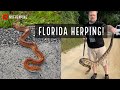 Snake Hunting in North Florida and South Georgia! Rattlesnakes, Corn Snakes, Cottonmouths, and More!
