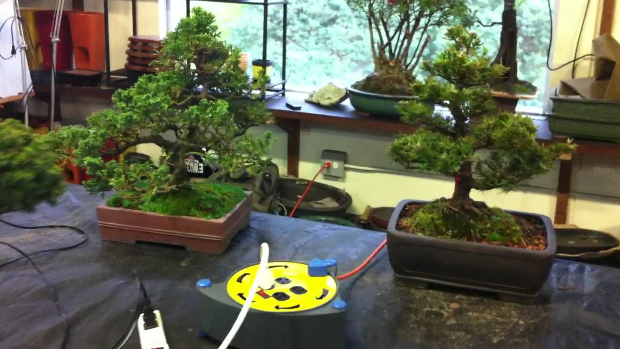 Taller Garden Do. Por Copeland Bonsai. Medellin Colombia YouTube