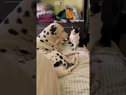 القط يبدأ المشكلة وبعدين يمثل دور المظلوم
