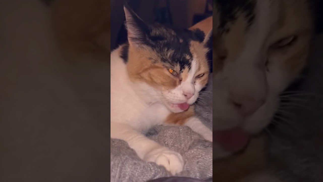 Derpy Cats Compilation 😂❤️ 