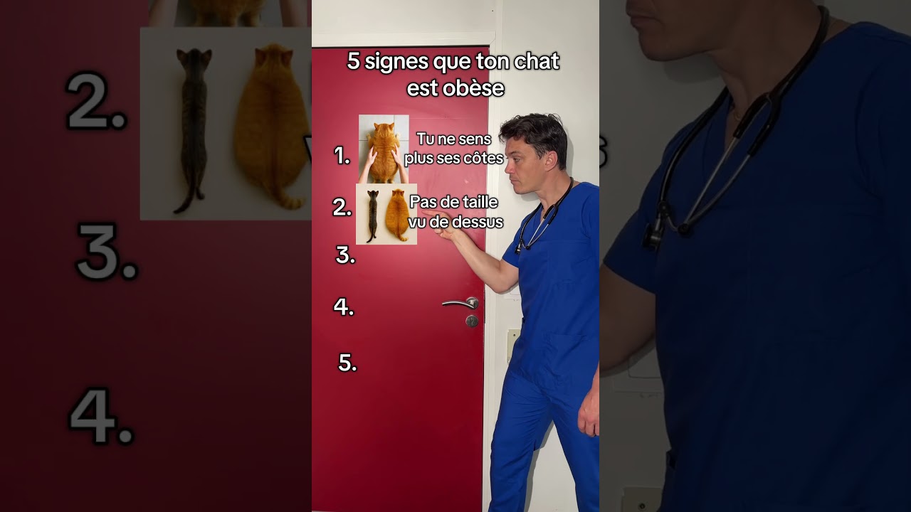 5 signes que ton chat est obèse #cat #chat #vet #top