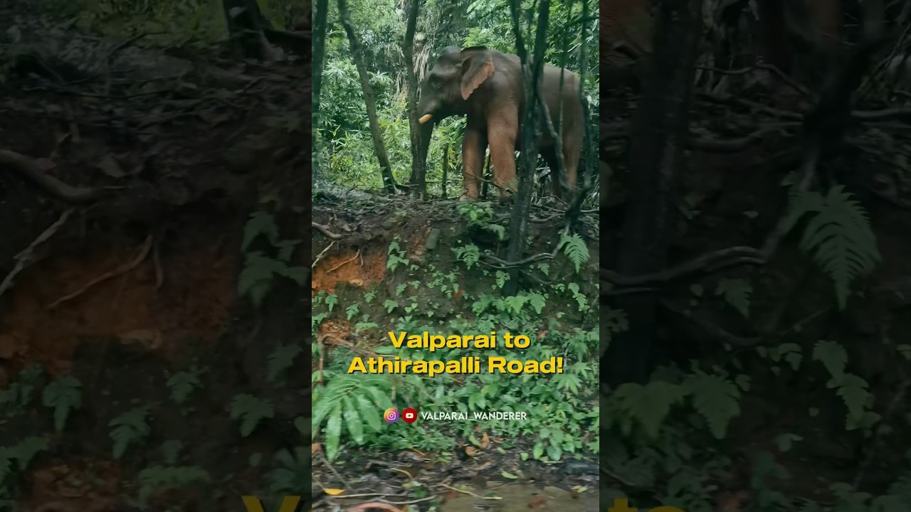 Valparai to Athirapalli road 🐘 Wait for the end 😦Elephant spotted 