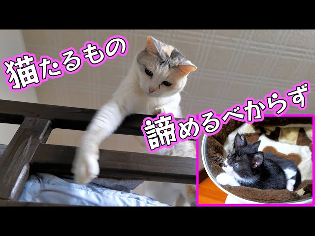 ネコ吉姉ちゃんから学ぶネバーギブアップ精神🐈【仲良し子猫姉妹の成長記録】