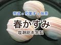 茶道 × 和菓子 × 抹茶  「春かすみ」塩瀬総本家製