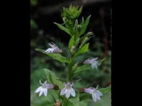 Video: >> Chemeritsa (herb) - Useful Properties And Use Of Cheremitsa, Tincture Of Cheremitsa. Chemeritsa White, Lobela