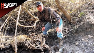 Crazy Shed Hunting Find - 200"+ Buck Locked Up #Shorts