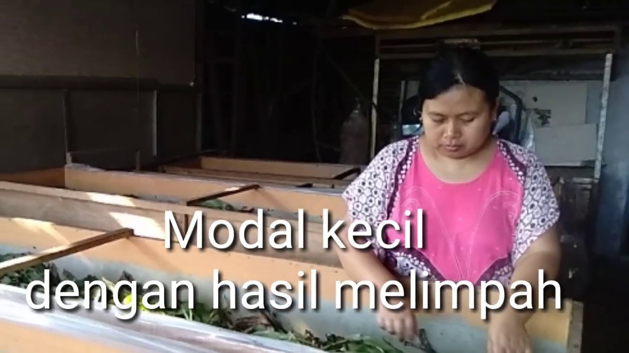 Usaha rumahan yang simpel dan ga ribet #jangkrik #budidaya #ternak