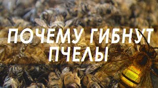 Смерть пчёл во всём мире. Почему происходит массовая гибель пчел?