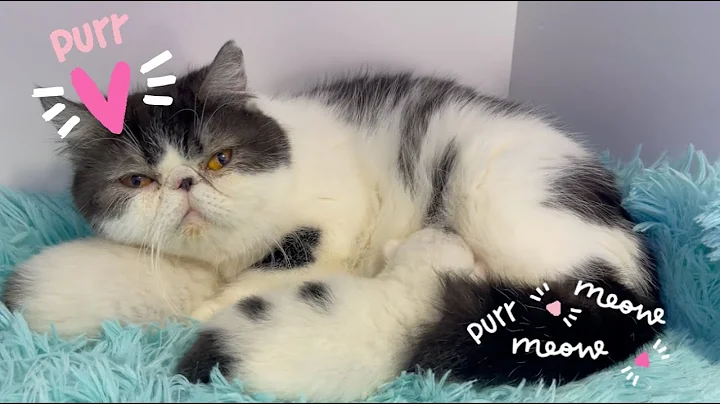 Watch the video about Mom Nursing Black Bicolor Exotic Shorthair Kittens ❤️😻❤️ Mon Chéri Cattery