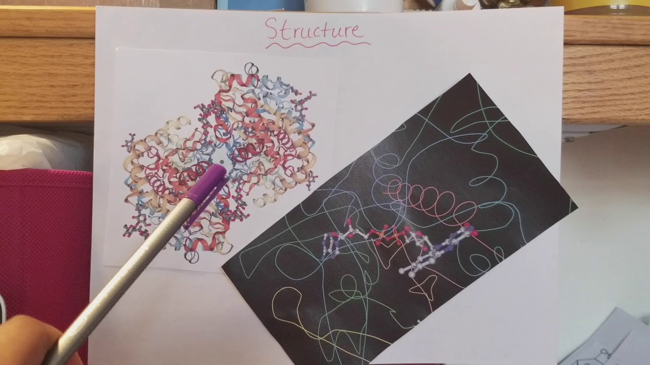 Oxidase Glucose