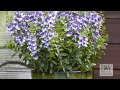 Angelface wedgwood blue improved angelonia from proven winners