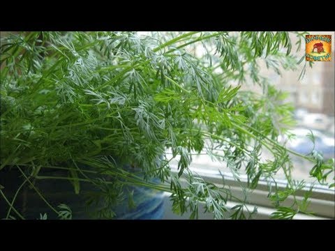 Как вырастить укроп на подоконнике. Секреты и советы для получения хорошего урожая в зимнее время