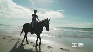 Equathon Horse Riding Adventures Tour Operator In Sunshine Coast Offering Horseback Riding Tour