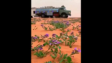 لاتنكد على الزوار ياقمري الشفاء 