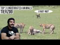 Top 3 Underrated Animals (Feat. Vsauce3) (TierZoo) CG Reaction