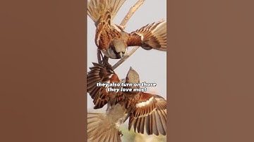 The Secret Life of House Sparrows: A Close-Up Look