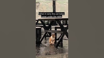 Heavy rain, this cat is taking shelter under the table | Funny Cats | Cute Cats| Shorts