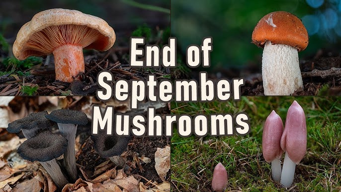 Mushrooms are the future: Introducing the Summer 2022 campaign