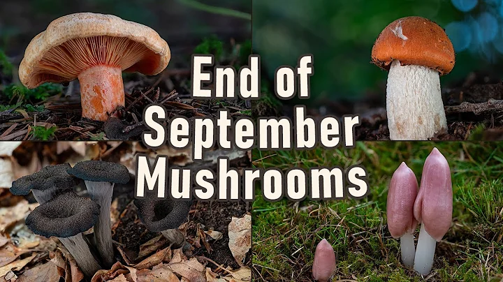 Various Wild Mushrooms From The End Of September 2023 | Mushroom Hunting | Mushroom Foraging | Fungi - DayDayNews