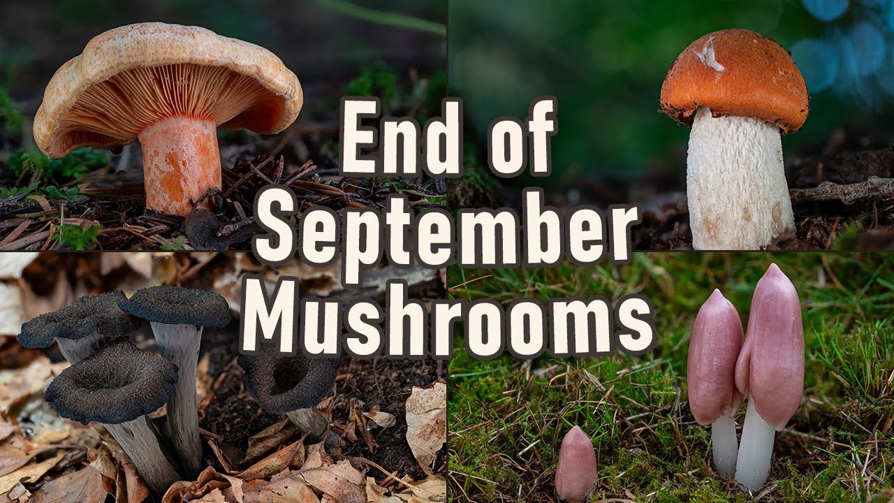 Various Wild Mushrooms From The End Of September 2023 | Mushroom Hunting | Mushroom Foraging | Fungi