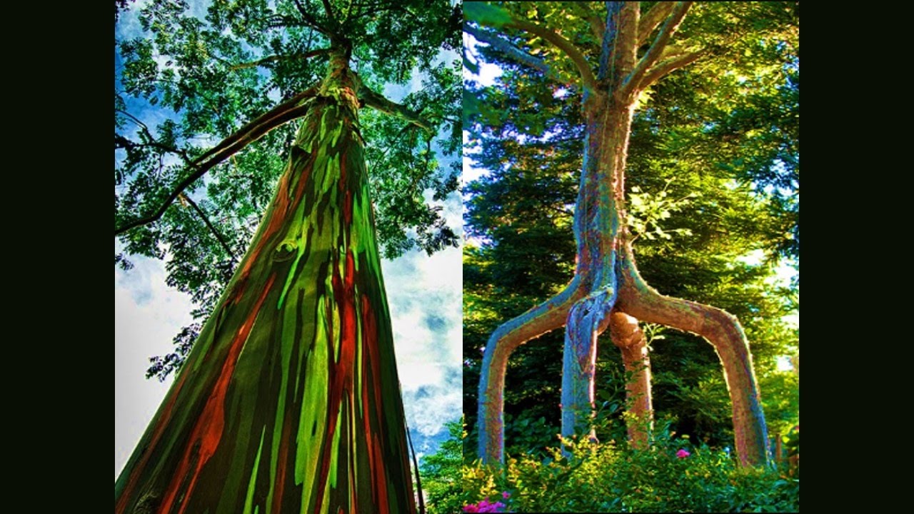 10 Most Beautiful Trees