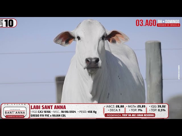 LOTE 10   CJCJ 16166