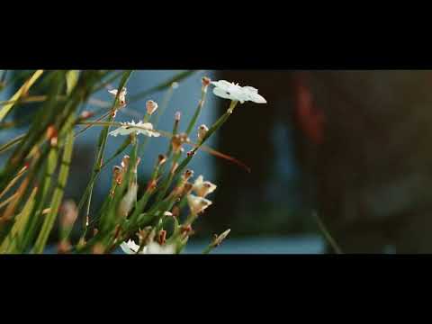 Meike 85mm T2.2 MFT cine lens -Test