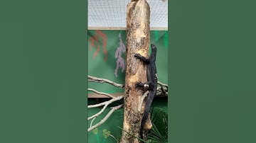 Goose Explores His Brand-New Habitat! #reptiles #reptilesofyoutube #lizard #watermonitor