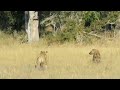 Hyenas scared of lions roar