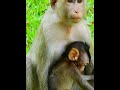 #Cutes Babies Monkey, And Daisy's baby# 312