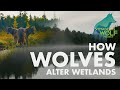 How wolves alter wetlands