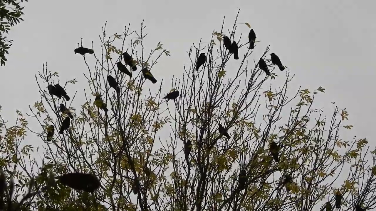 20221029 2 Tuin Rockanje Kauwen in vergadering