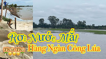 Nước lủ ngập đồng gây ngập úng diện rộng ngày 26/10/2025 | mùa nước nổi-miền tây 
