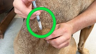 how do you give a dog a b12 injection How To Give A Dog An Injection (At Home Safely)