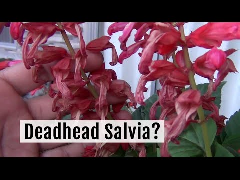Cara Deadhead atau Prune Salvia Way Kanan