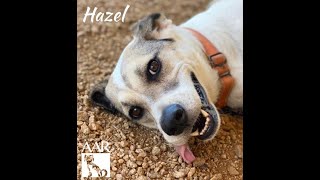 HAZEL - Adopted at AAR - Abandoned Animal Rescue