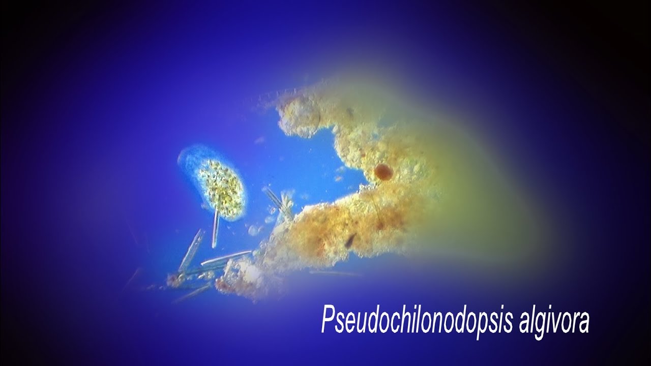 PSEUDOCHILODONOPSIS ALGIVORA