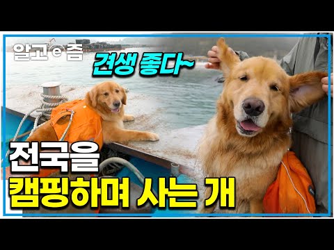&amp;quot;조용한 곳을 찾아 다니죠&amp;quot; 혼자가기도 힘든 캠핑을 강아지와 전국을 다니며 캠핑하는 리트리버와 보호자의 <strong>청산도</strong> 힐링 여행｜한국기행｜알고e즘