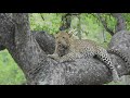 Leopards!!! Beautiful spotted cats. A selection of some of my encounters with these awesome animals.