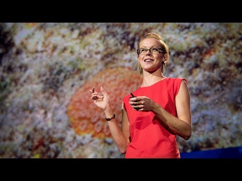 Why I still have hope for coral reefs | Kristen Marhaver