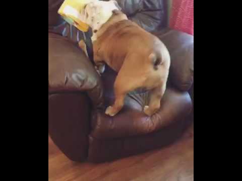 Gerald the Bulldog wants a job with UPS. camera iphone 8 plus apk