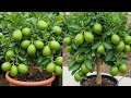 Can You Really Grow Lemons With Honey and Water?