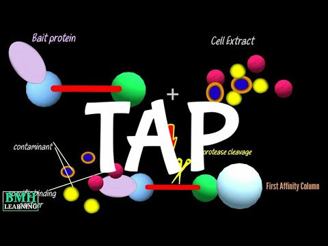 Tandem affinity purification | TAP MS | Technique To Study Protein Protein Interactions |