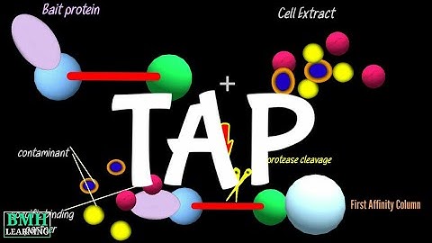 Tandem affinity purification | TAP MS | Technique To Study Protein Protein Interactions |