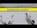 Бакинские голуби Вячеслава Семендяева!
