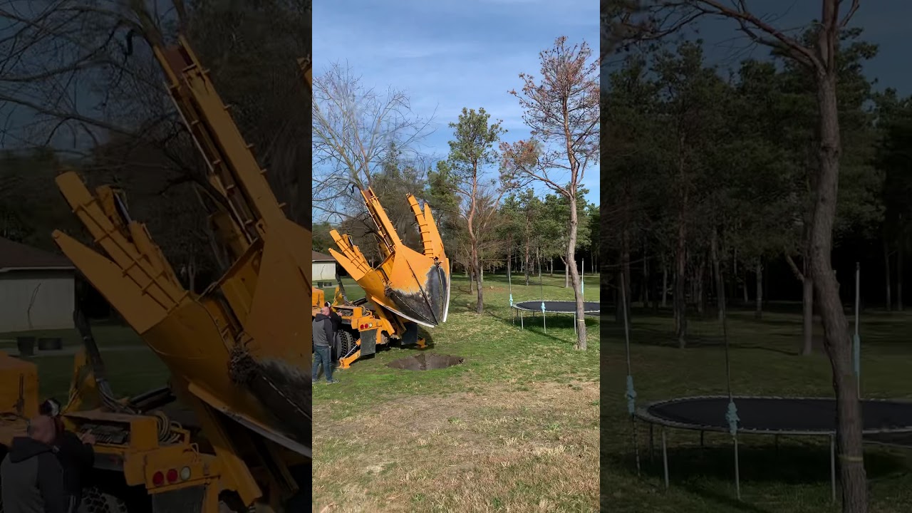 Moving a large maple